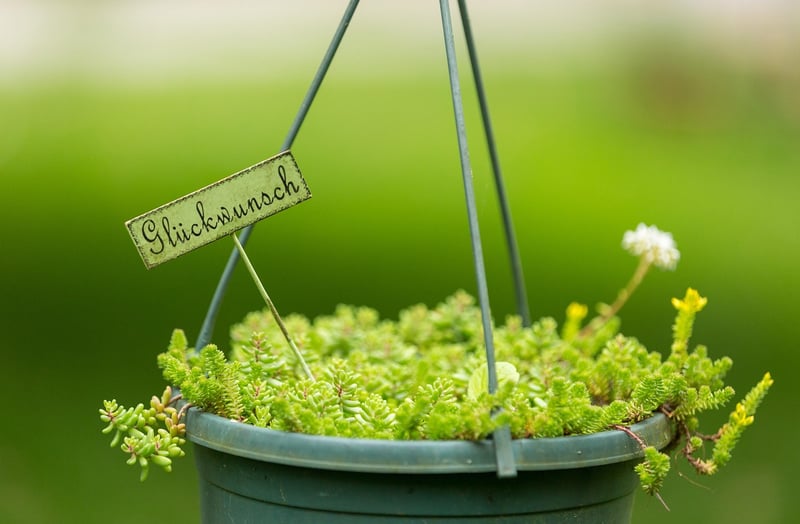 Hanging Pots